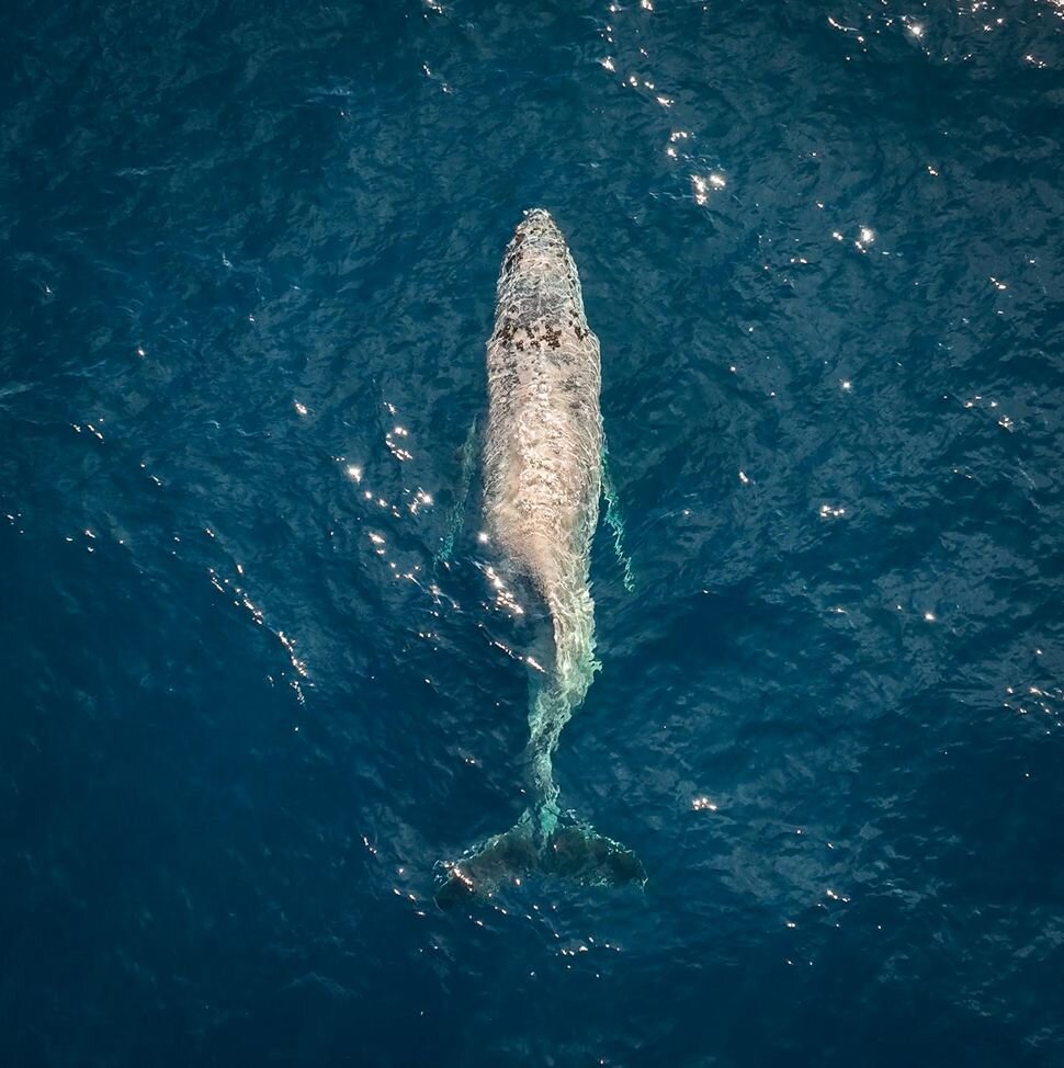 شکستن کمر نهنگ غول‌ پیکر/ تصویری نادر از حیات وحش